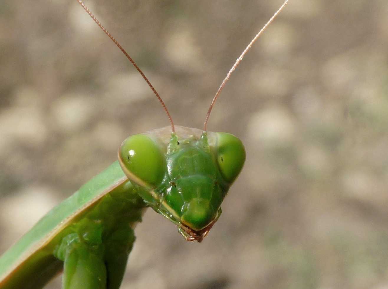 Il mistero delle mantidi mancanti